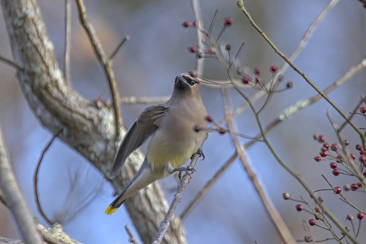 Cedar Waxwing - ML388683901