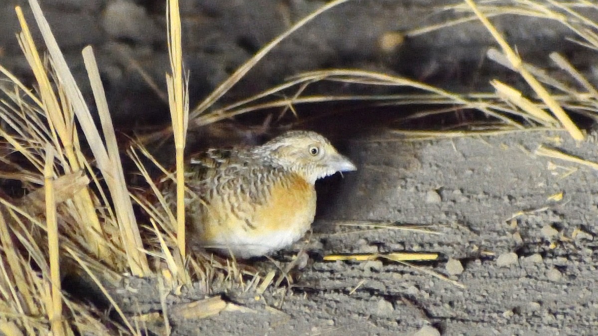 Red-chested Buttonquail - Elaine Rose