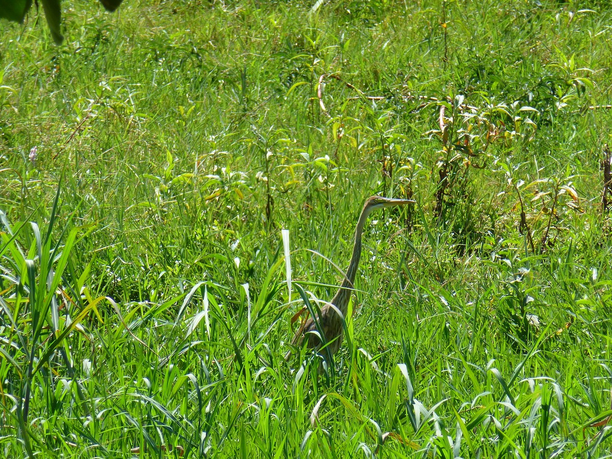 Goliath Heron - ML388688041