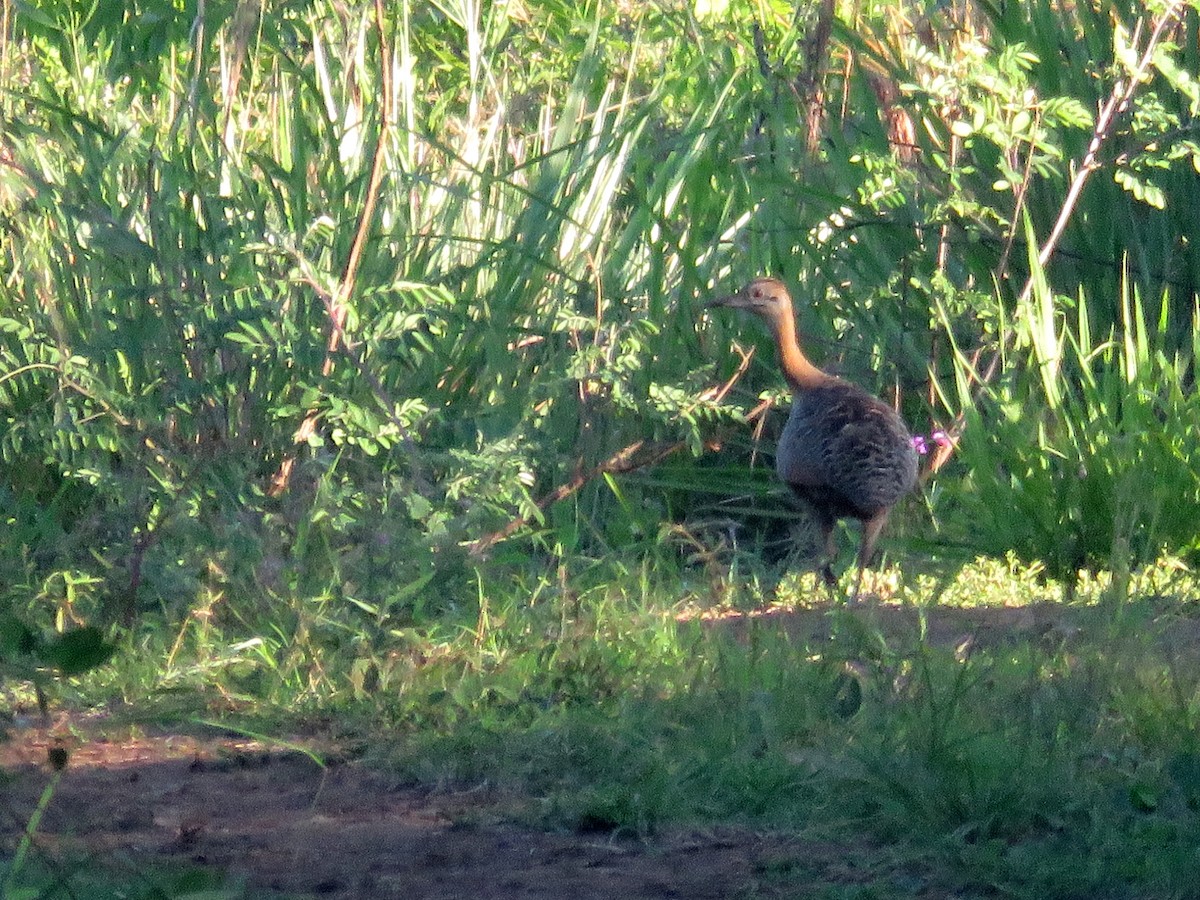 Red-winged Tinamou - ML388690781