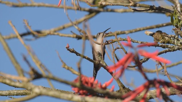 Blaukron-Degenflügel (excellens) - ML388692121