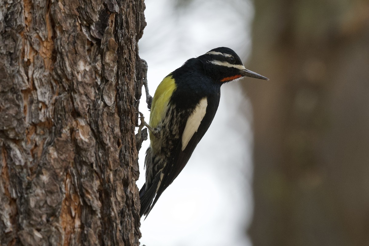 Williamson's Sapsucker - David Theobald