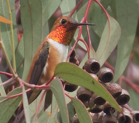 Rufous Hummingbird - ML38869401