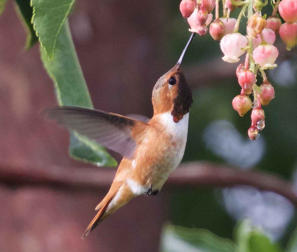 Rufous Hummingbird - ML38869421