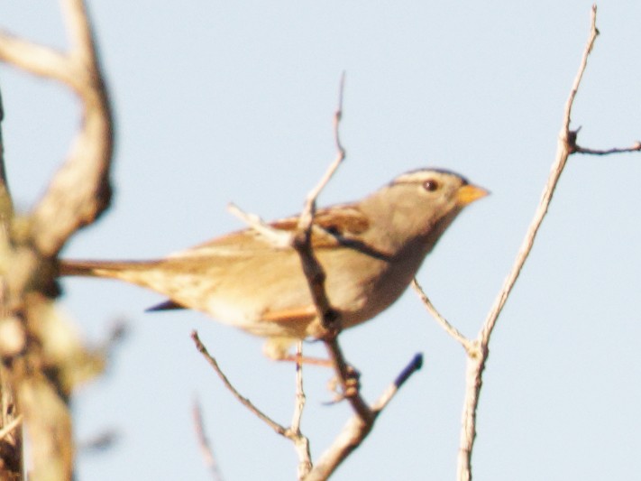 White-crowned Sparrow - ML388694911