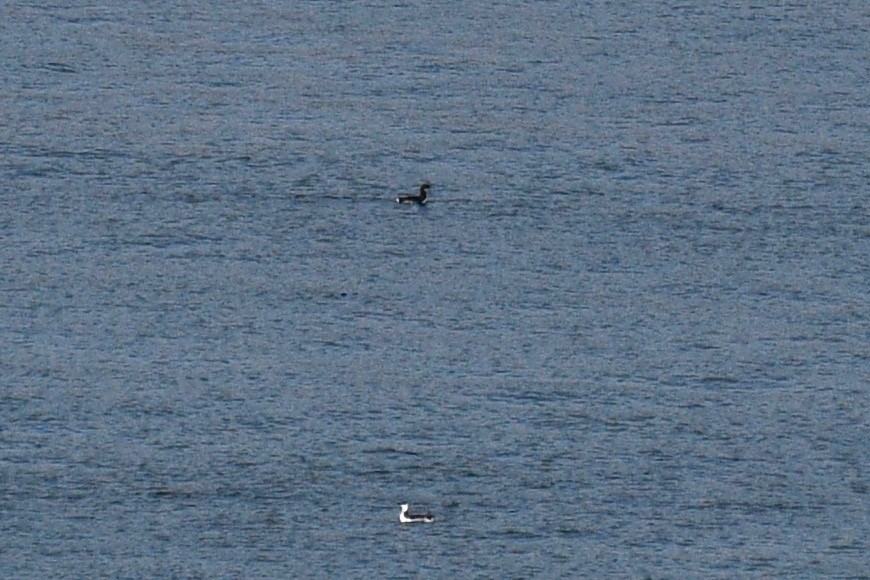 Thick-billed Murre - Will Brooks