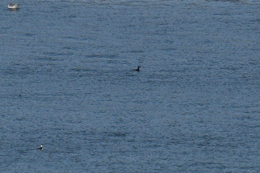 Thick-billed Murre - ML388695541