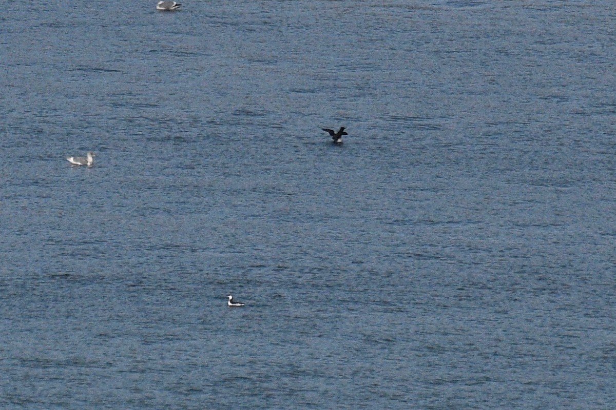 Thick-billed Murre - ML388695551