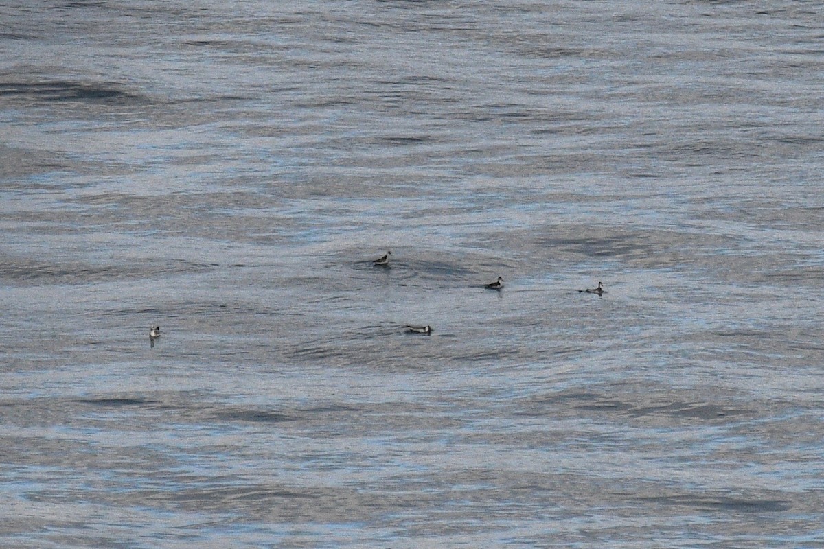 Red-necked Phalarope - ML388695591