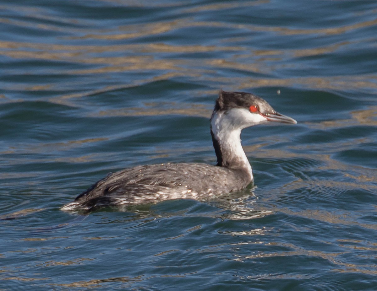 Horned Grebe - ML388696191