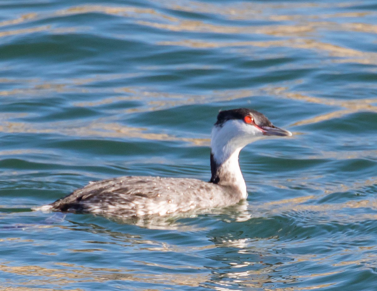 Horned Grebe - ML388696221