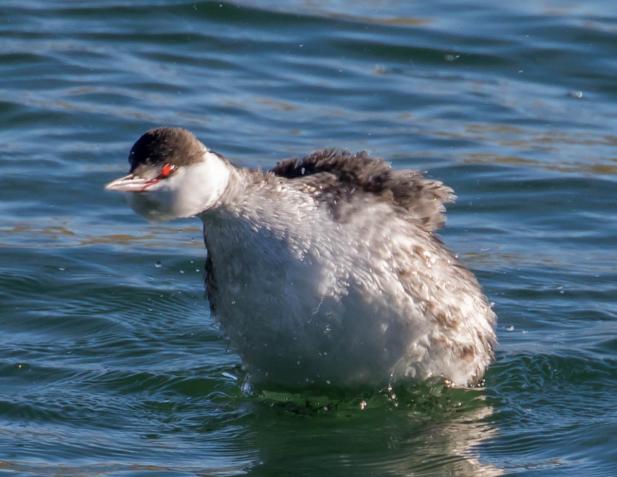 Horned Grebe - ML388696241