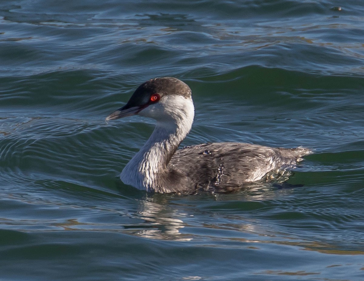 Horned Grebe - ML388696261