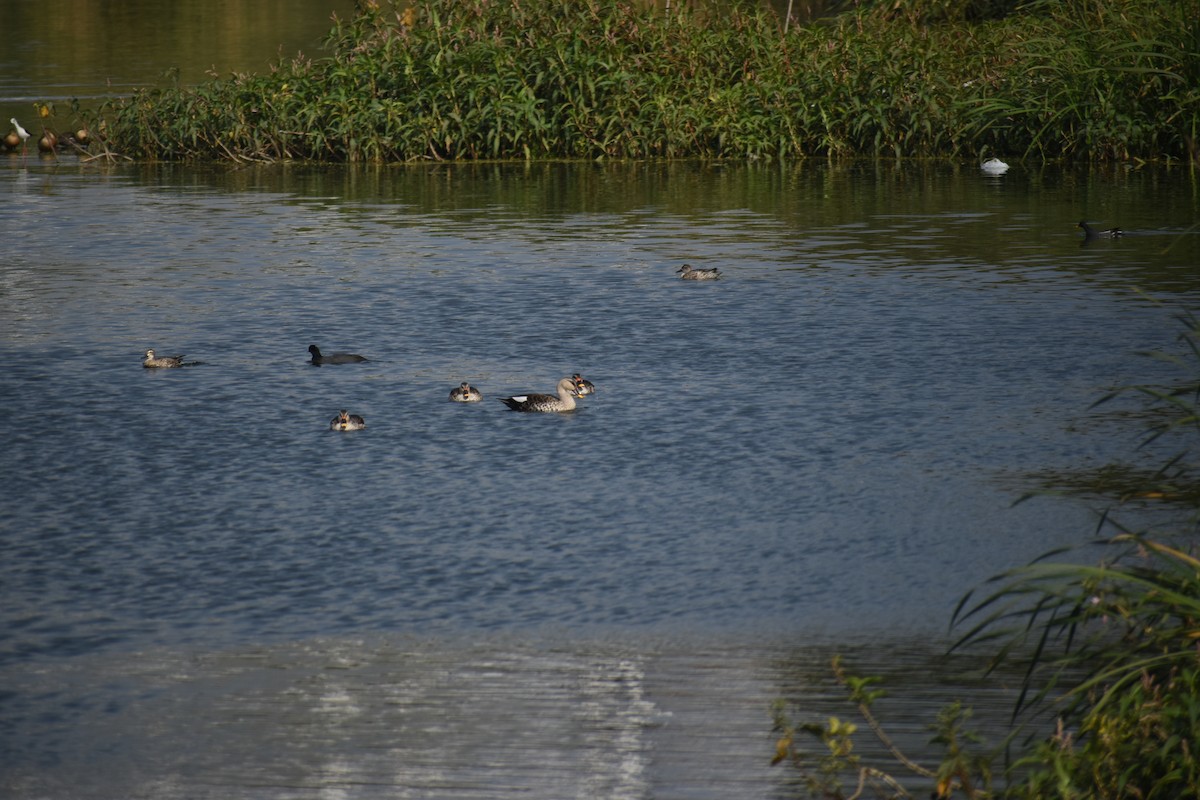 Knob-billed Duck - ML388697001