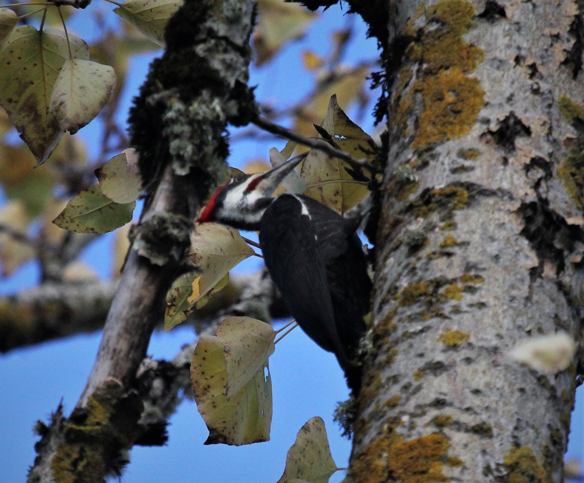 Pileated Woodpecker - ML388697071