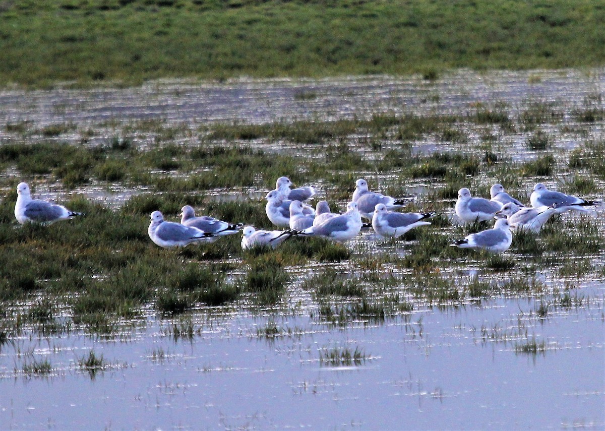 Short-billed Gull - ML388697171