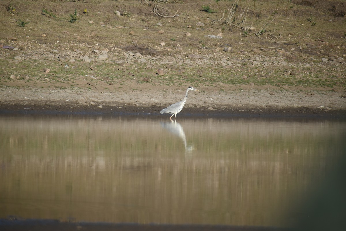 Héron cendré - ML388697231