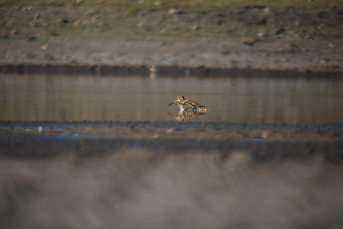 Bécassine des marais - ML388697381