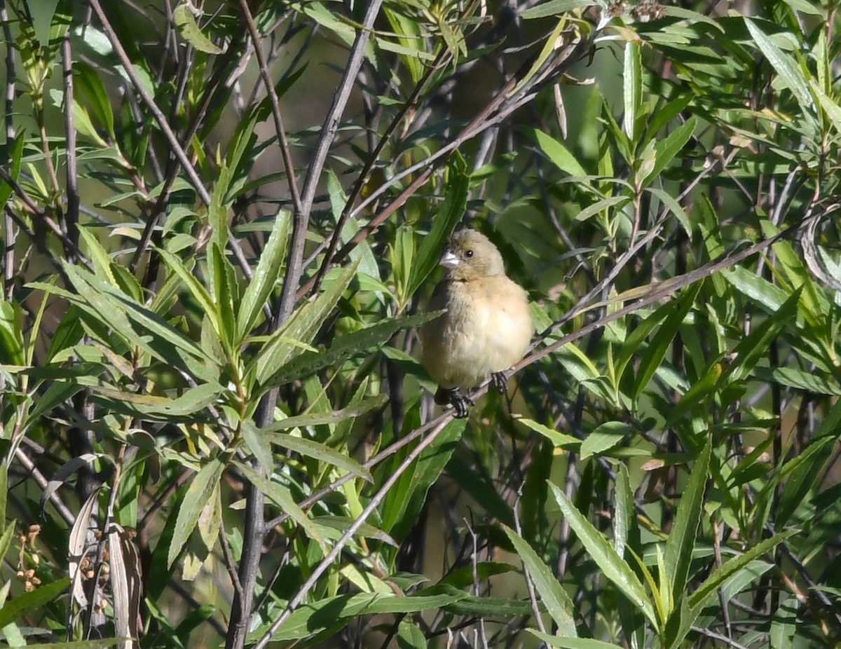 Cinnamon-rumped Seedeater - ML388697571