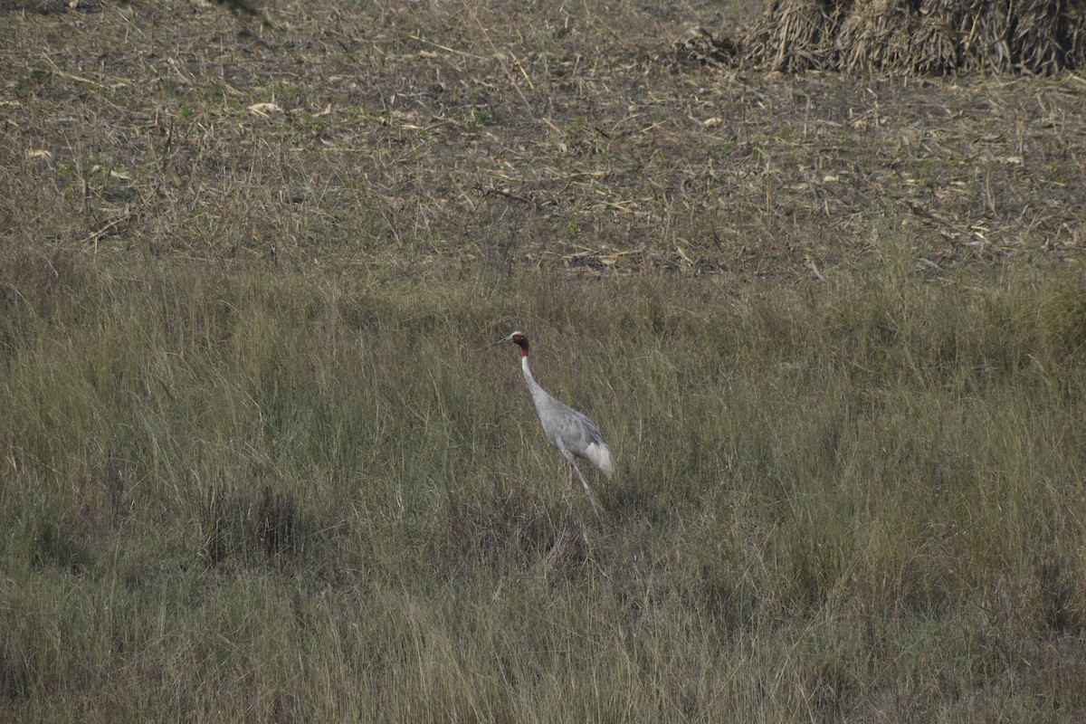 Grue antigone - ML388697591