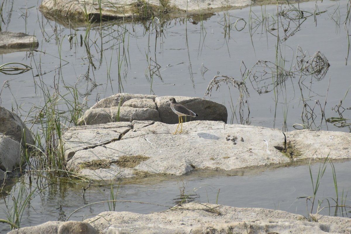 Vanneau à queue blanche - ML388697631