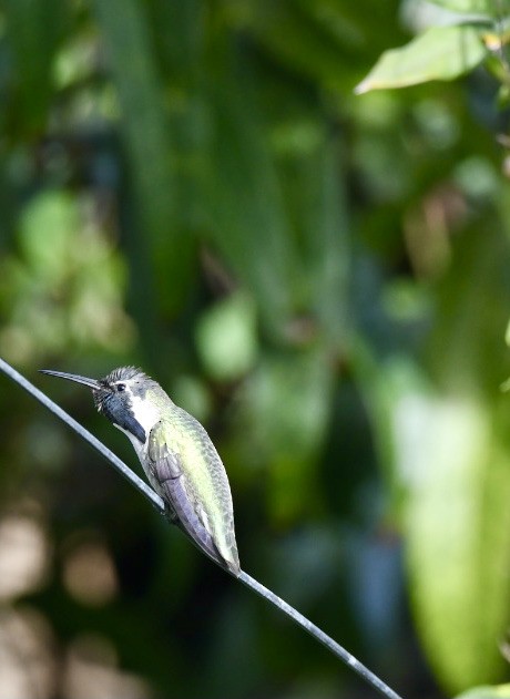 Costa's Hummingbird - Asya Lesly