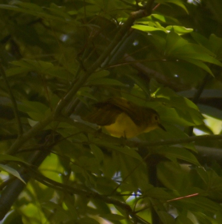 Sarı Kaşlı Arapbülbülü - ML388699161