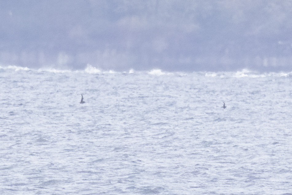 Short-tailed Shearwater - John Puschock