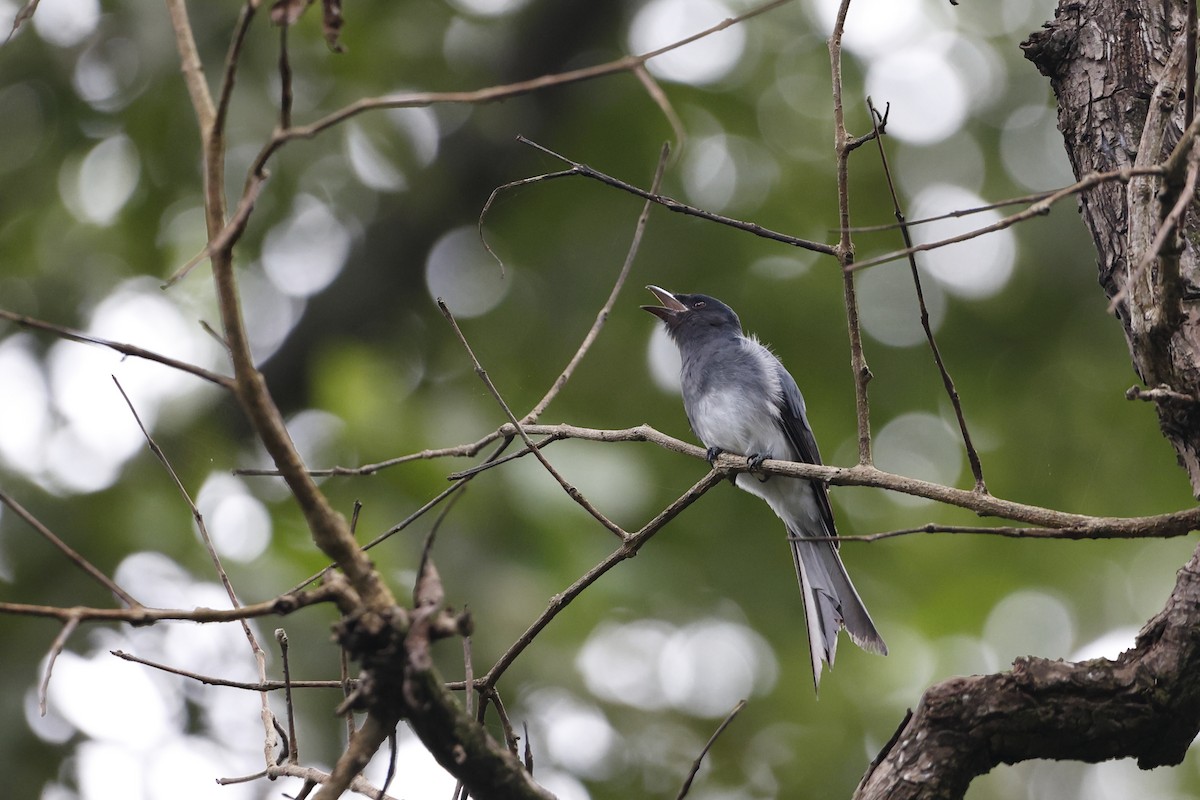 White-bellied Drongo - ML388702811