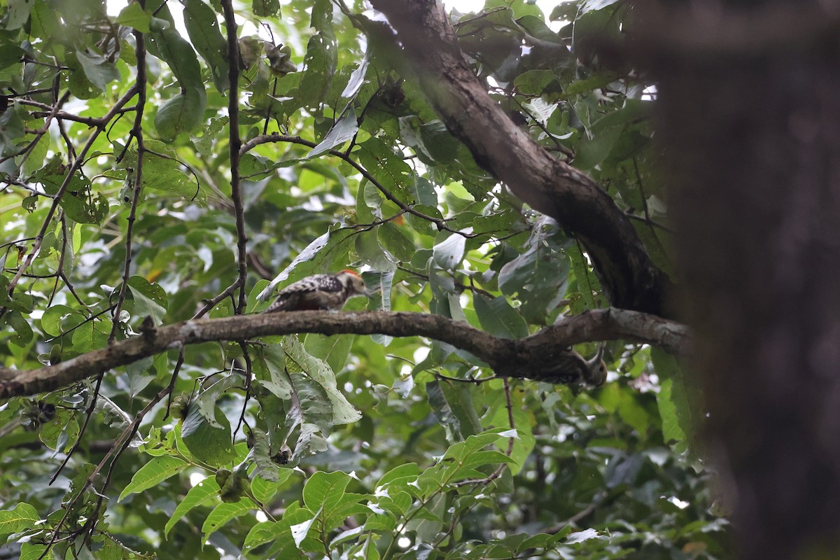 Yellow-crowned Woodpecker - ML388702911