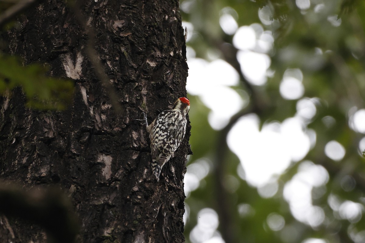 Yellow-crowned Woodpecker - ML388703191