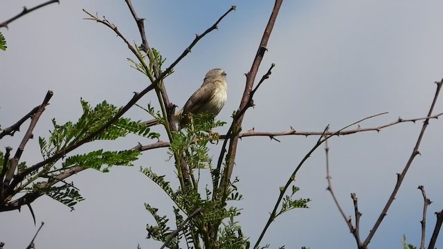 Tawny-flanked Prinia - ML388703601