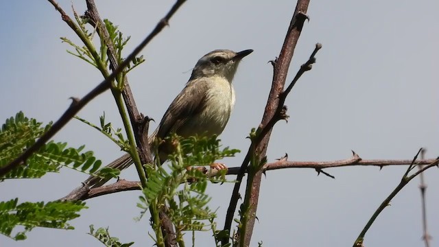 Tawny-flanked Prinia - ML388703611