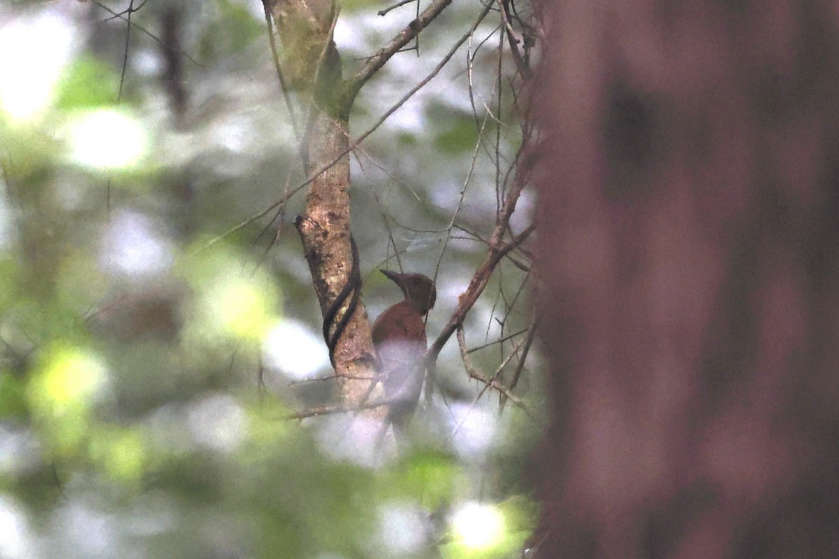 Rufous Woodpecker - ML388703741