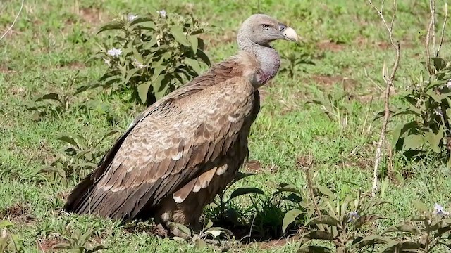 Rüppell's Griffon - ML388706481