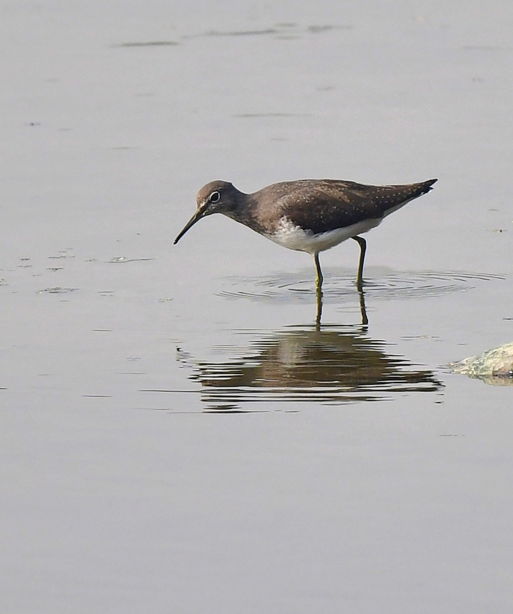 vodouš kropenatý - ML388707041