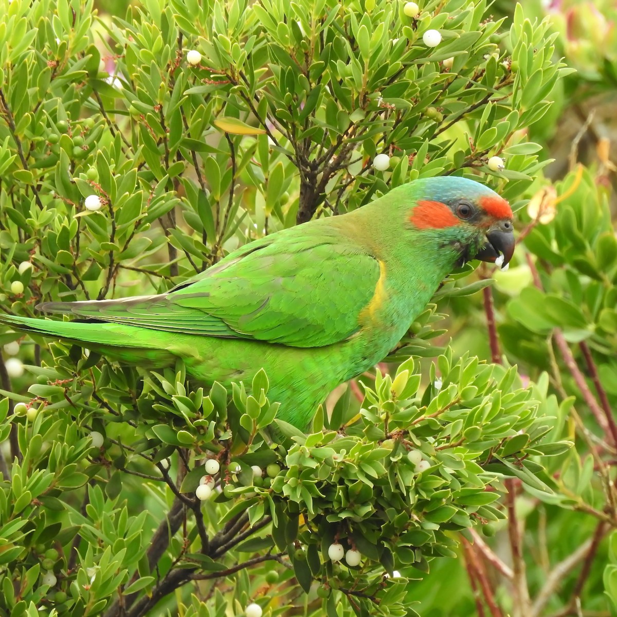 Musk Lorikeet - ML388707981