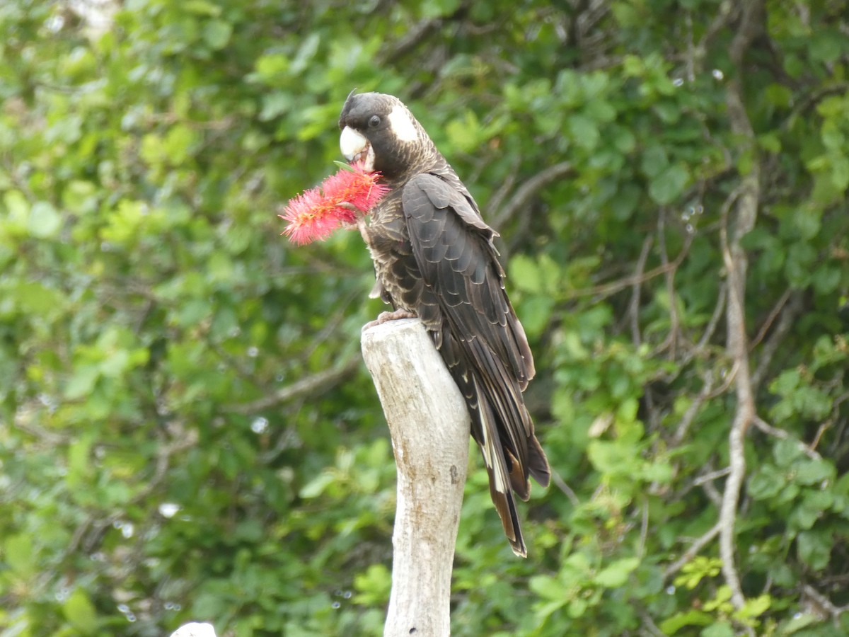 Cacatúa Fúnebre Piquicorta - ML388708021