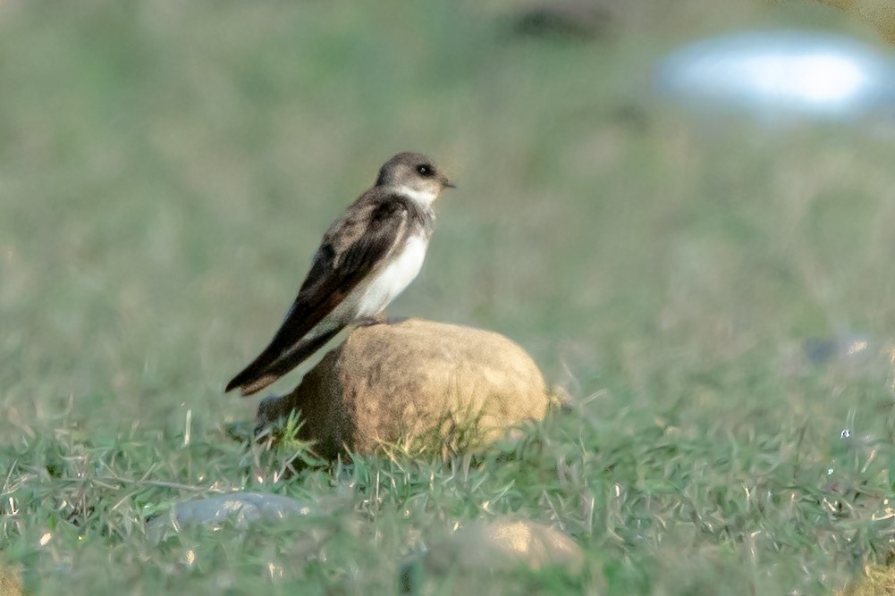 Pale Martin - ML388708611