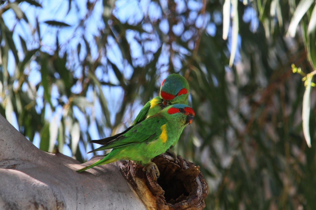 Musk Lorikeet - ML388711581