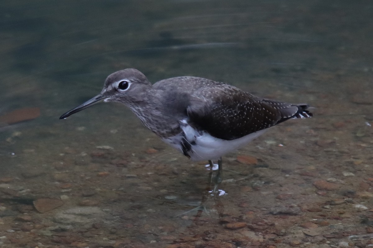 Green Sandpiper - ML388712621