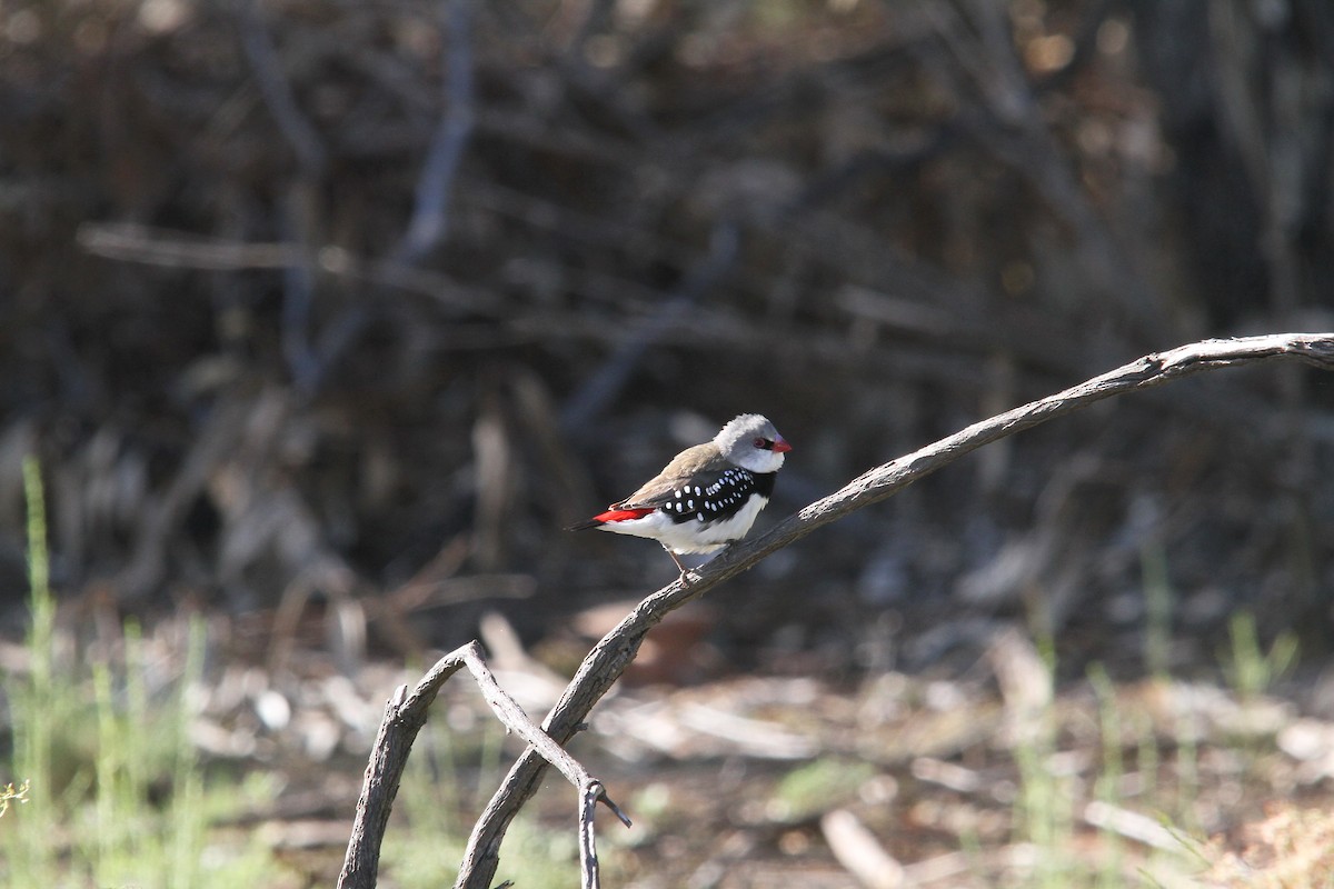 Diamond Firetail - ML388714161