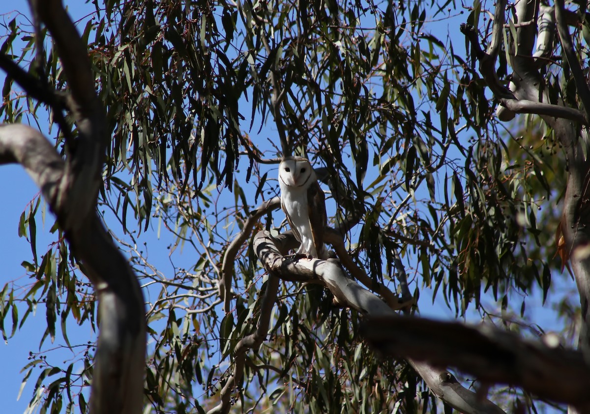 Eastern Barn Owl - ML388714751