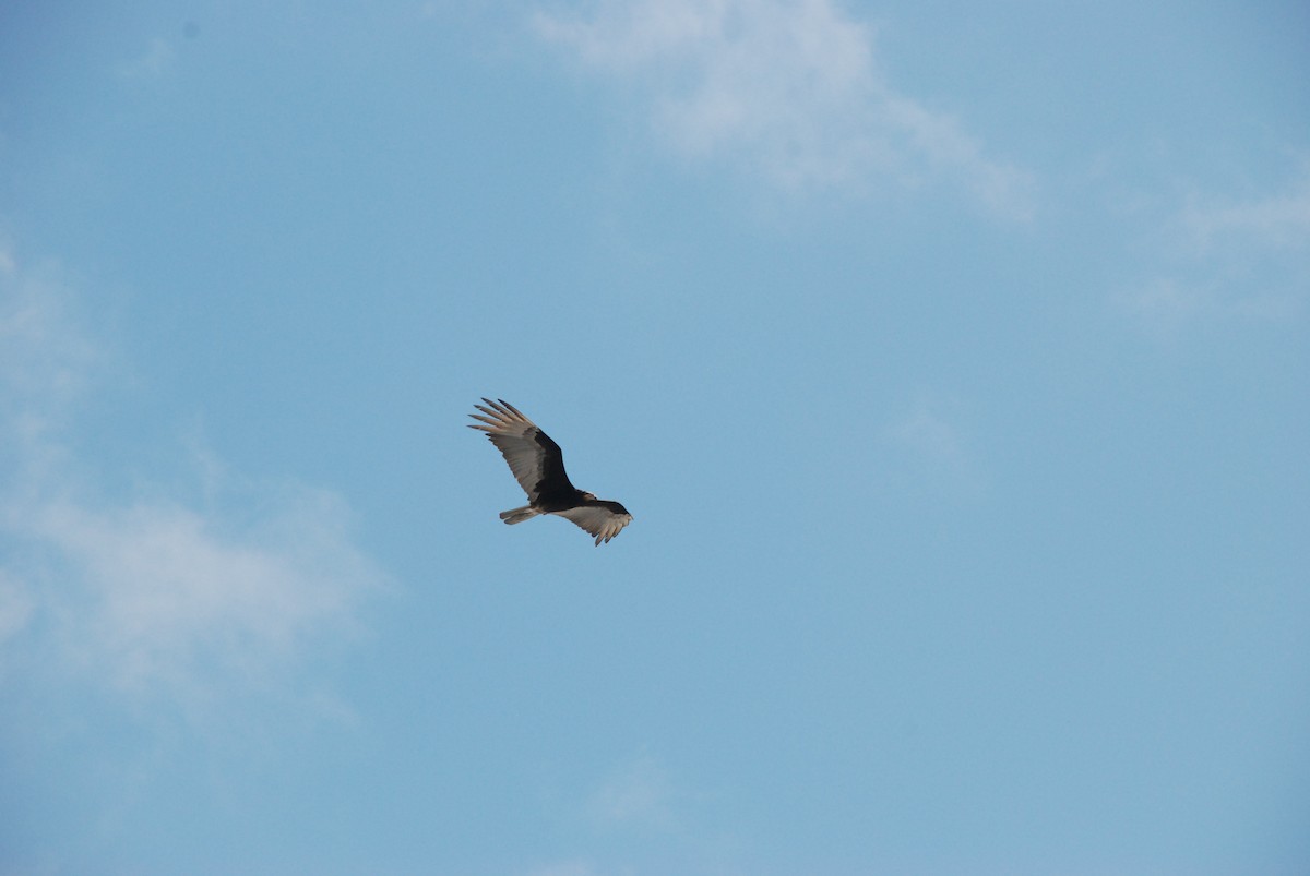 Lesser Yellow-headed Vulture - ML38871601