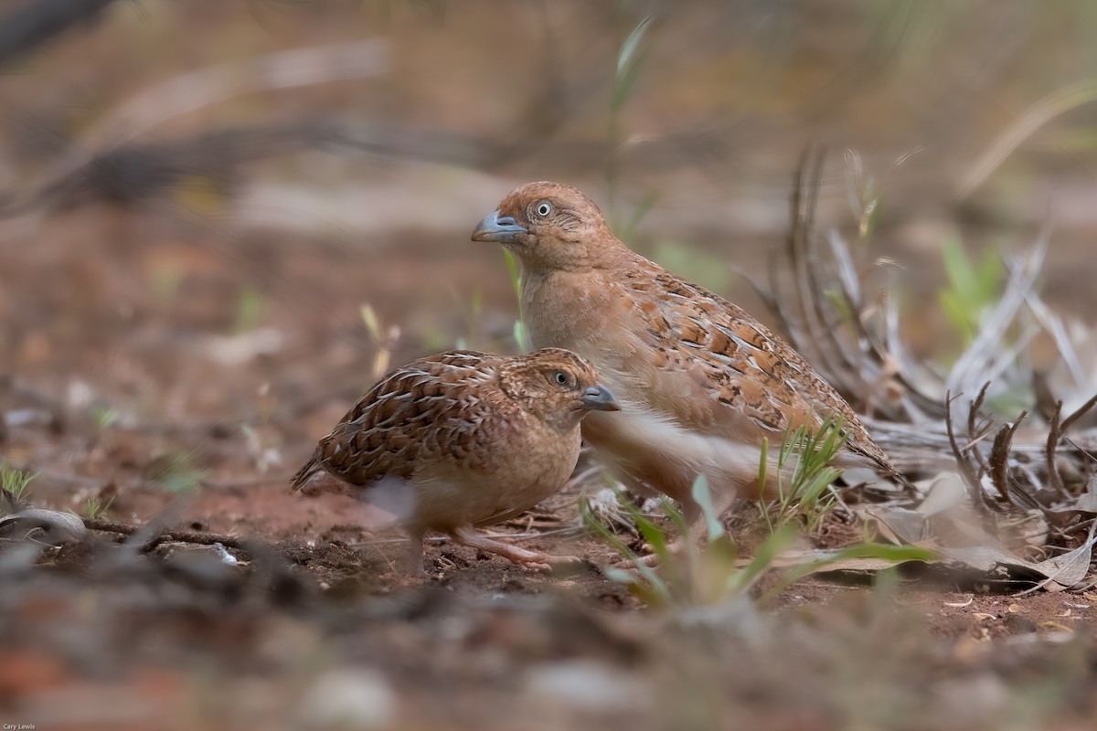 Little Buttonquail - Cary Lewis