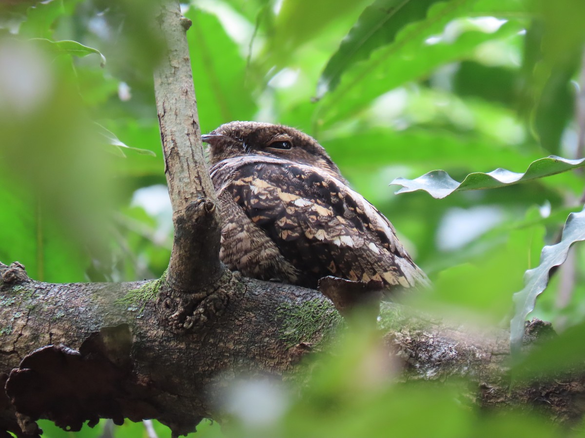 Philippine Nightjar - Janina Castro