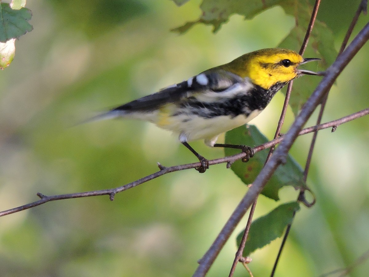 Black-throated Green Warbler - ML38871761