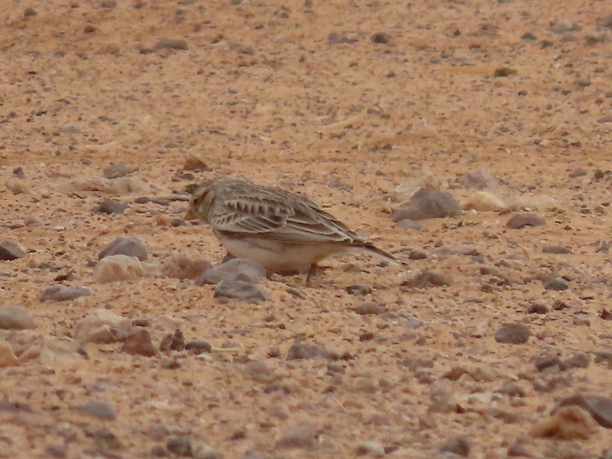 Mediterranean/Turkestan Short-toed Lark - ML388717701