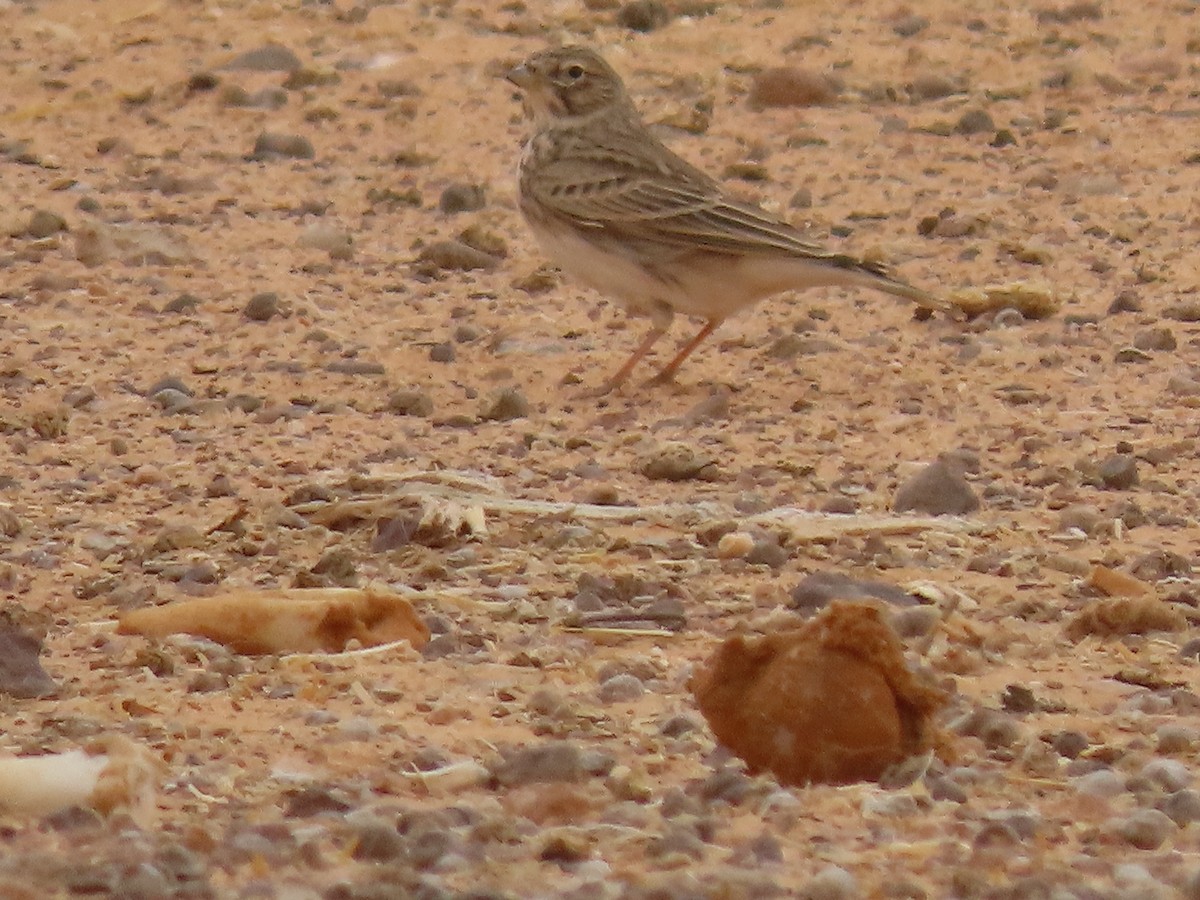 Mediterranean/Turkestan Short-toed Lark - ML388717731