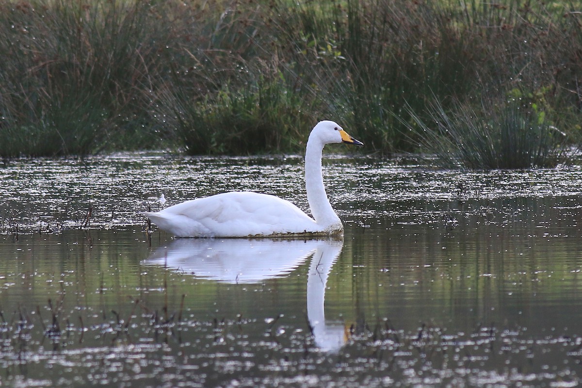 Whooper Swan - Ray Scally